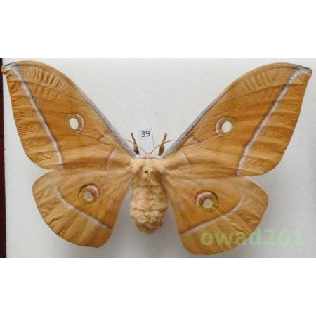Antheraea pernyi (Guérin-Méneville, 1855) female ex. ovo China 125mm39